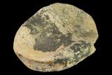 Fossil Hadrosaur Phalange - Alberta (Disposition #-) #143314-2